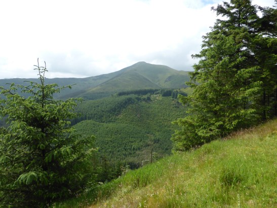 Grisedale Pike from Whinlatter Forest
