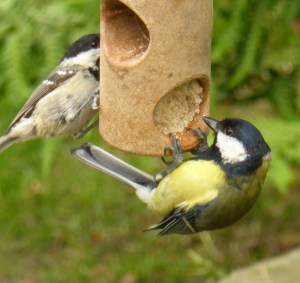 Bird Feeder at the Cottage
