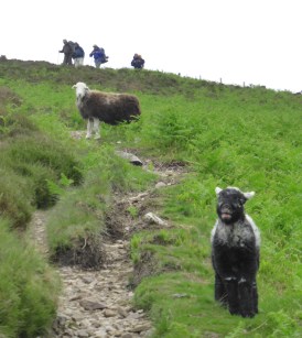 This lamb came to talk to me, it mother watched carefully as the group caught us up.