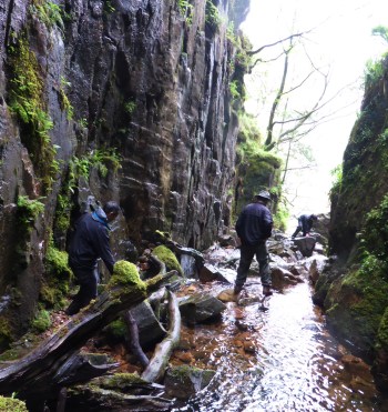 Scrambling in Scales Force